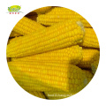 Haccp Organic Bulk Frozen Sweet Corn Kernel On The Cob